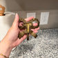 Vintage Bow Wall Hook